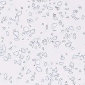 Mosaic Dalmation
